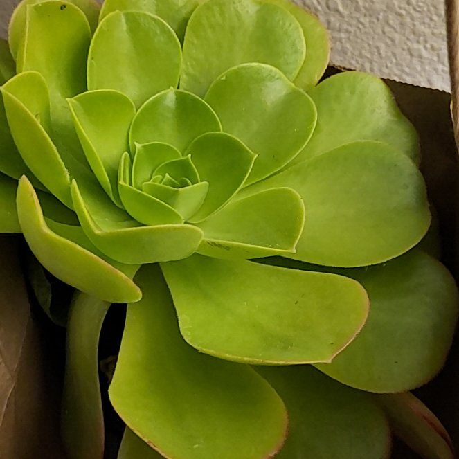 Photo of the plant species Giant Velvet Rose by @FunnyRedflax9 named Lavender on Greg, the plant care app