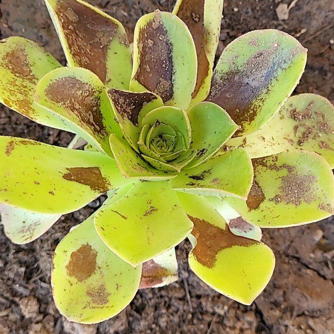 Photo of the plant species Giant Chalk Dudleya by @FunnyRedflax9 named ChloroPhil on Greg, the plant care app