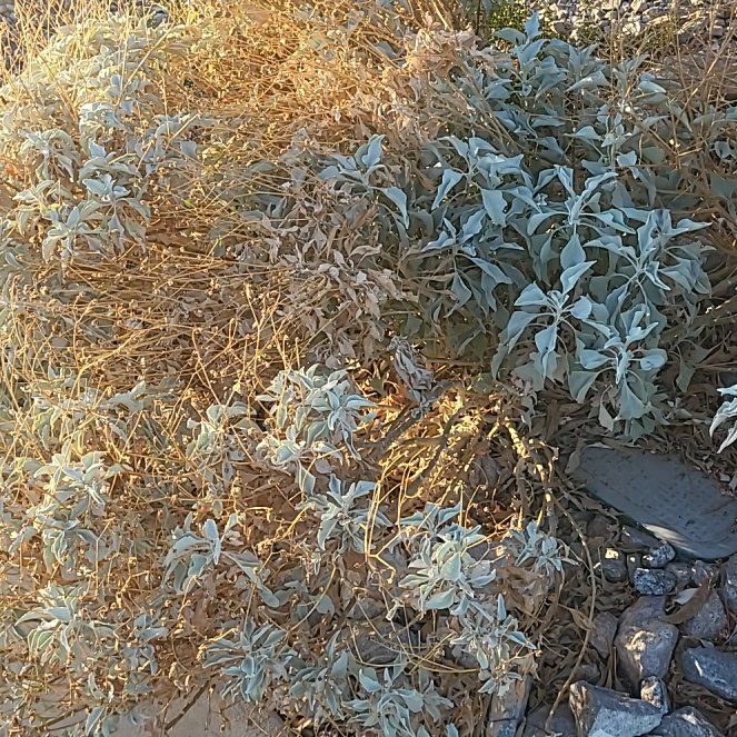 Photo of the plant species White Sage by @FunnyRedflax9 named Mochi on Greg, the plant care app