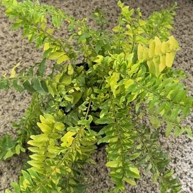 Photo of the plant species Tiger Fern by @BeamingFeltbush named Orlando Bloom on Greg, the plant care app