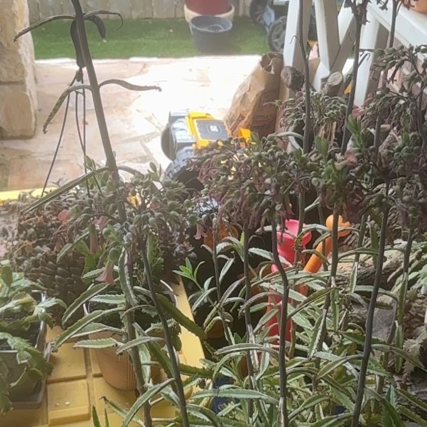 Photo of the plant species Houghton's Hybrid by @FaithfulCentro named Sol on Greg, the plant care app