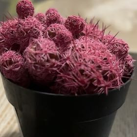 Photo of the plant species Kosmic by @FamedVetiver52 named Marilyn on Greg, the plant care app