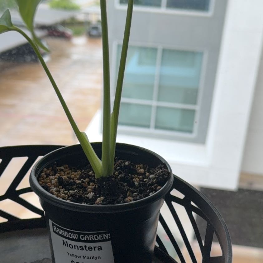 Photo of the plant species Monstera 'Yellow Marilyn' by @HipCalamansi59 named Marilyn on Greg, the plant care app