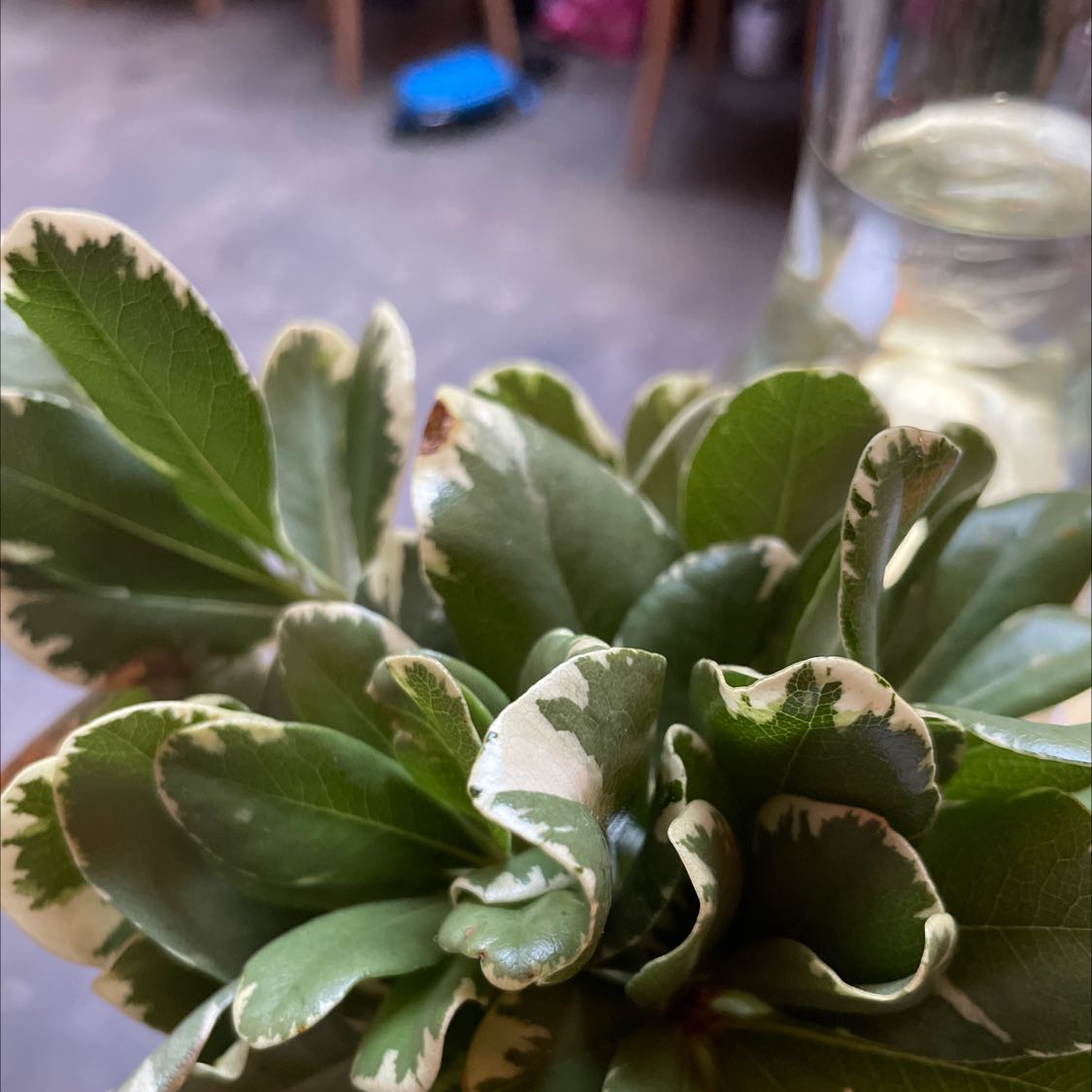 Japanese Cheesewood plant with variegated green and white leaves, well-focused and centered.