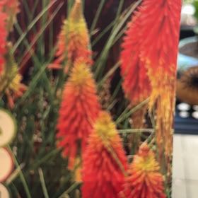 Photo of the plant species Torch Lily 'Papaya Popsicle' by @LavishZebrina50 named Kardashian on Greg, the plant care app