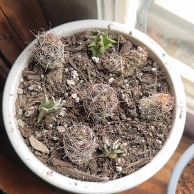 Photo of the plant species Missouri Foxtail Cactus by @ToughRedflax95 named Harper on Greg, the plant care app