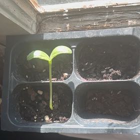 Photo of the plant species Common Bean by @ToughRedflax95 named Sproutacus on Greg, the plant care app