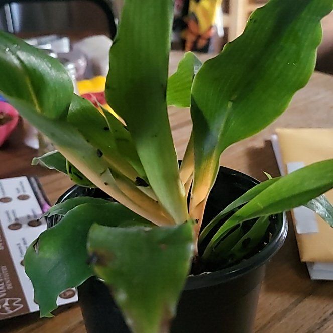 Photo of the plant species mandarin orange spider plant by @UpbeatTipa69 named Beckham on Greg, the plant care app