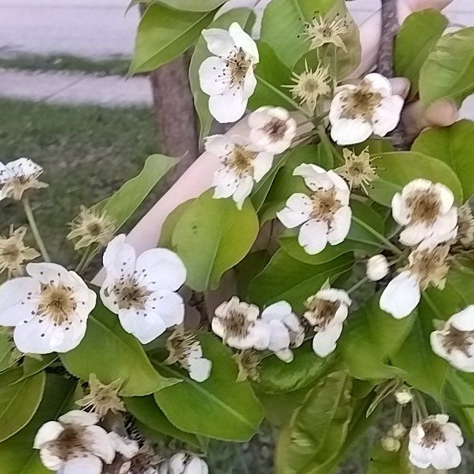 Photo of the plant species Common Pear by @PlantLove86 named Aria on Greg, the plant care app