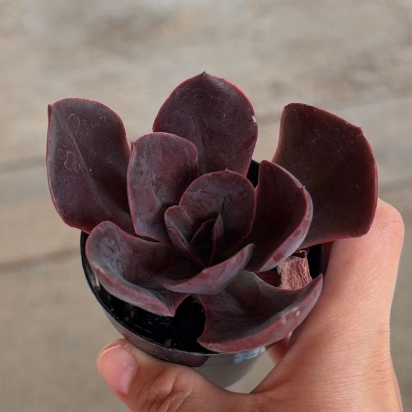 Photo of the plant species Echeveria by @DivineFreesia45 named Bella on Greg, the plant care app