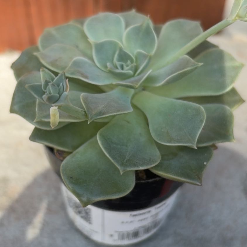Photo of the plant species Taciveria 'Tasha' by @NewTupeia11 named Bieber on Greg, the plant care app