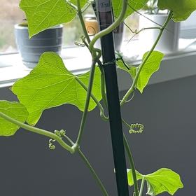 Photo of the plant species Sicyos edulis by @SugarCrassula51 named Kesha on Greg, the plant care app