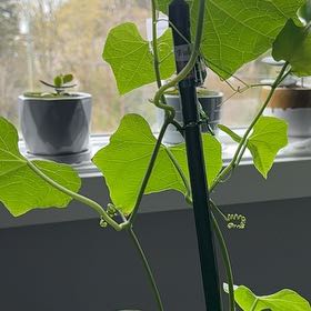 Photo of the plant species Sicyos edulis by @SugarCrassula51 named Zion on Greg, the plant care app