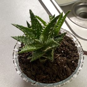 Photo of the plant species Aloe 'Minnie Belle' by @JovialRedlog70 named Wanda on Greg, the plant care app