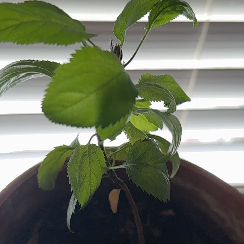 Photo of the plant species Red Delicious Apple by @DearRedflax96 named Captain Plant-it on Greg, the plant care app