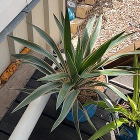 Photo of the plant species Adam's Needle by @NursePilea33 named Apollo on Greg, the plant care app