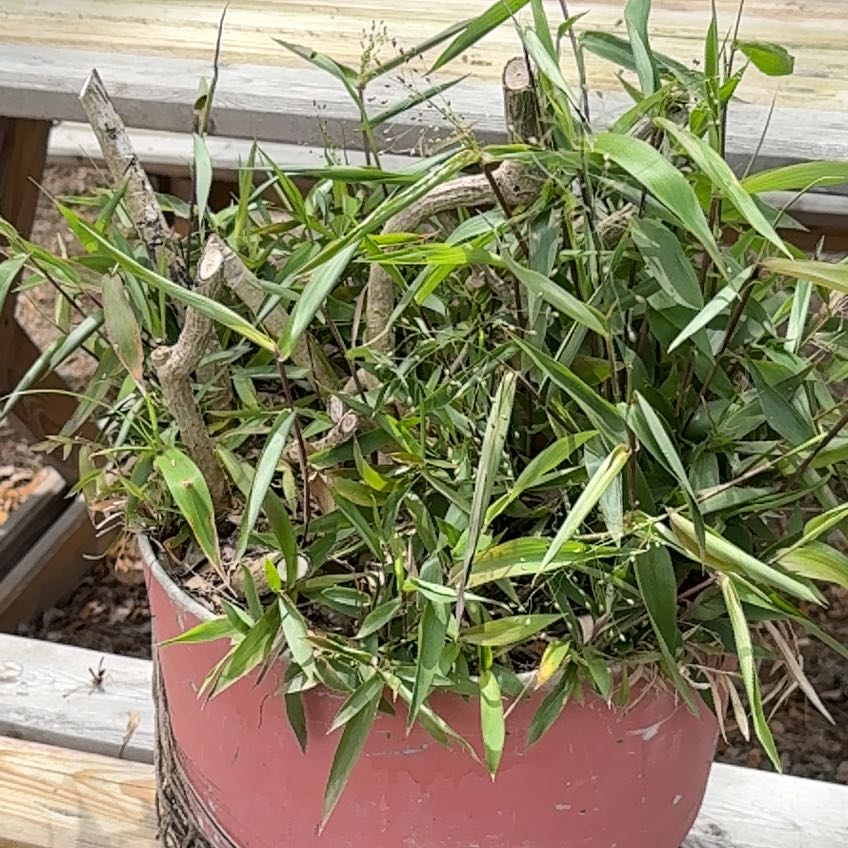 Photo of the plant species Switchcane by @ZarfTutu88 named Doja Cat on Greg, the plant care app