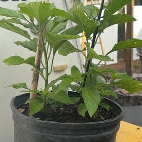 Photo of the plant species Habanero Pepper by @ZarfTutu88 named Tolkien on Greg, the plant care app