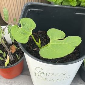 Photo of the plant species Common Bean by @ZarfTutu88 named Winston on Greg, the plant care app