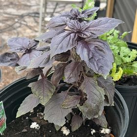 Photo of the plant species Thai Basil by @ZarfTutu88 named Khaleesi on Greg, the plant care app