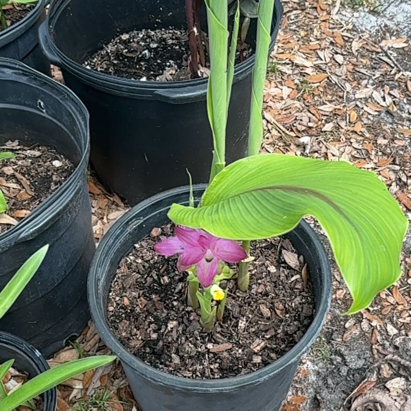 Photo of the plant species Red Ginger by @ZarfTutu88 named Mochi on Greg, the plant care app