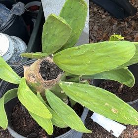 Photo of the plant species Cochineal Cactus by @ZarfTutu88 named Treeyoncé on Greg, the plant care app