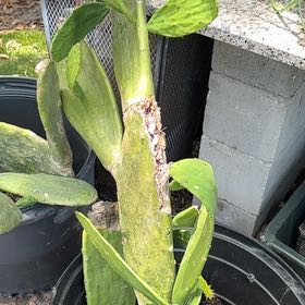 Photo of the plant species Cochineal Cactus by @ZarfTutu88 named Elina on Greg, the plant care app
