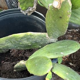Photo of the plant species Cochineal Cactus by @ZarfTutu88 named Dolores on Greg, the plant care app