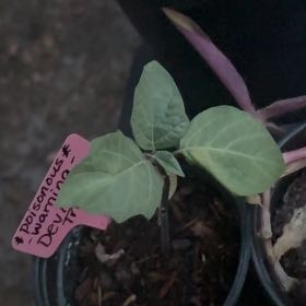 Photo of the plant species Jimsonweed 'Blue' by @ZarfTutu88 named Kesha on Greg, the plant care app