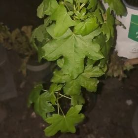 Photo of the plant species Norway Maple by @ZarfTutu88 named Einstein on Greg, the plant care app