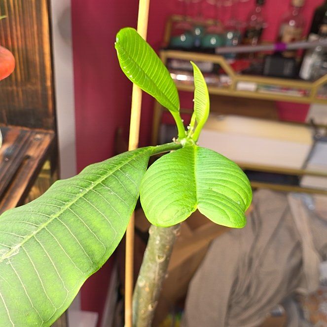 Photo of the plant species Frangipani by @Menolly07 named Lebron on Greg, the plant care app
