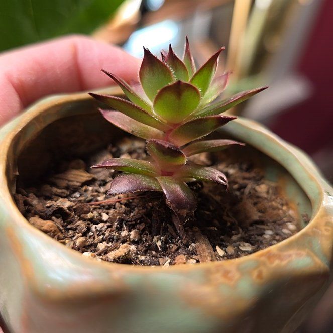 Photo of the plant species Sempervivum heuffelii by @Menolly07 named Elina on Greg, the plant care app
