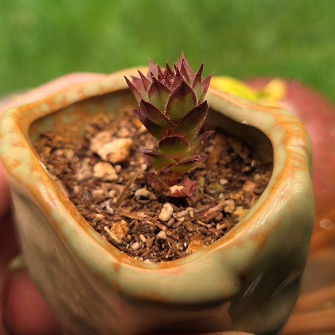 Photo of the plant species Sempervivum heuffelii by @Menolly07 named Elle on Greg, the plant care app
