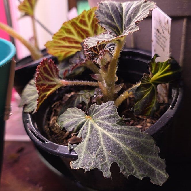 Photo of the plant species Nonstop Fire Tuberous Begonia by @Menolly07 named Sol on Greg, the plant care app