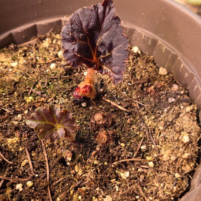 Photo of the plant species Begonia 'Nonstop Mocca Light Pink Shades' by @Menolly07 named Willow on Greg, the plant care app