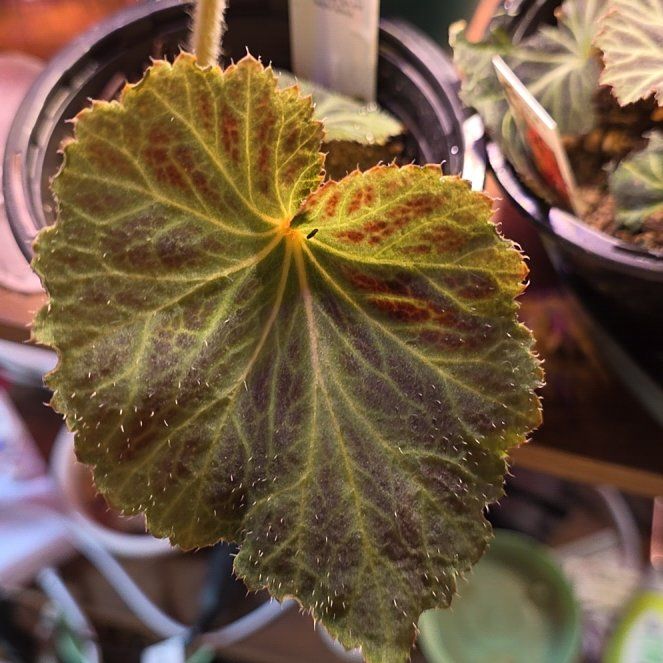 Photo of the plant species Nonstop Fire Tuberous Begonia by @Menolly07 named Darwin on Greg, the plant care app