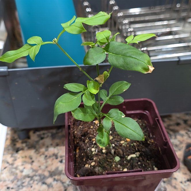Photo of the plant species Yellow Jasmine by @Menolly named Remington on Greg, the plant care app