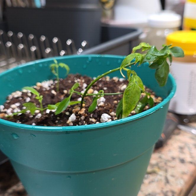 Photo of the plant species Yellow Jasmine by @Menolly named Xena on Greg, the plant care app