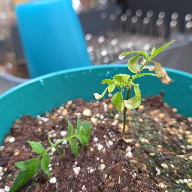 Photo of the plant species Yellow Jasmine by @Menolly named Diana on Greg, the plant care app