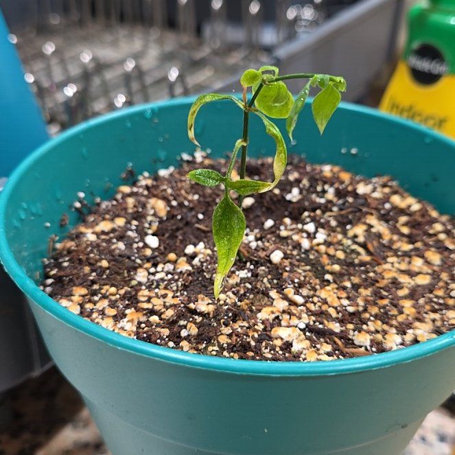Photo of the plant species Yellow Jasmine by @Menolly named Maya on Greg, the plant care app