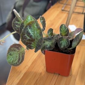 Photo of the plant species Flame Violet by @PrinceFreesia17 named Stella on Greg, the plant care app