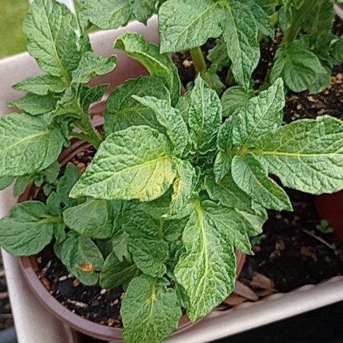 Photo of the plant species Potato by @ChicTigerlily53 named Mollie on Greg, the plant care app