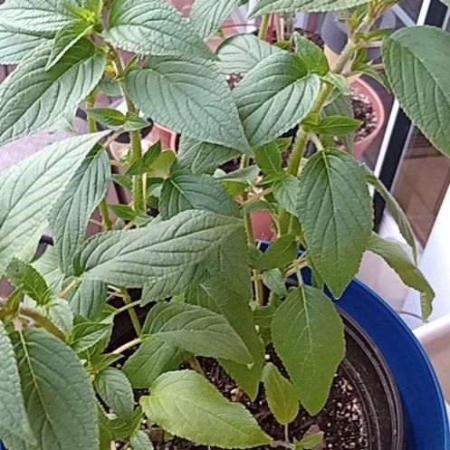 Photo of the plant species Pineapple Sage by @ChicTigerlily53 named Sweet Sahara on Greg, the plant care app