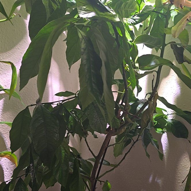 Photo of the plant species Dwarf Lemon Tree by @MasterIodanthus named Luna on Greg, the plant care app