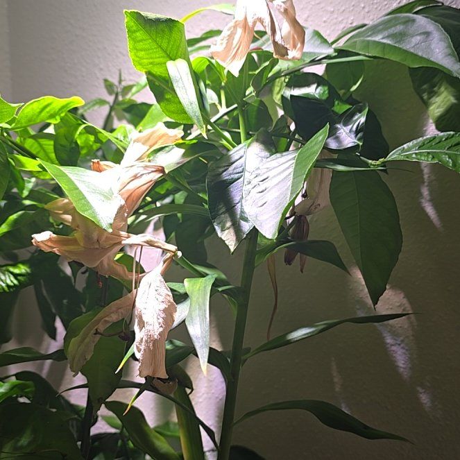 Photo of the plant species Giant Lily of the Valley by @MasterIodanthus named Pax on Greg, the plant care app
