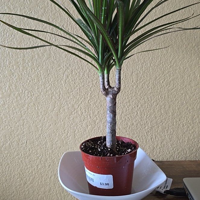 Photo of the plant species Dracaena marginata 'Spike' by @LovingDamsii58 named Fernie Mac on Greg, the plant care app
