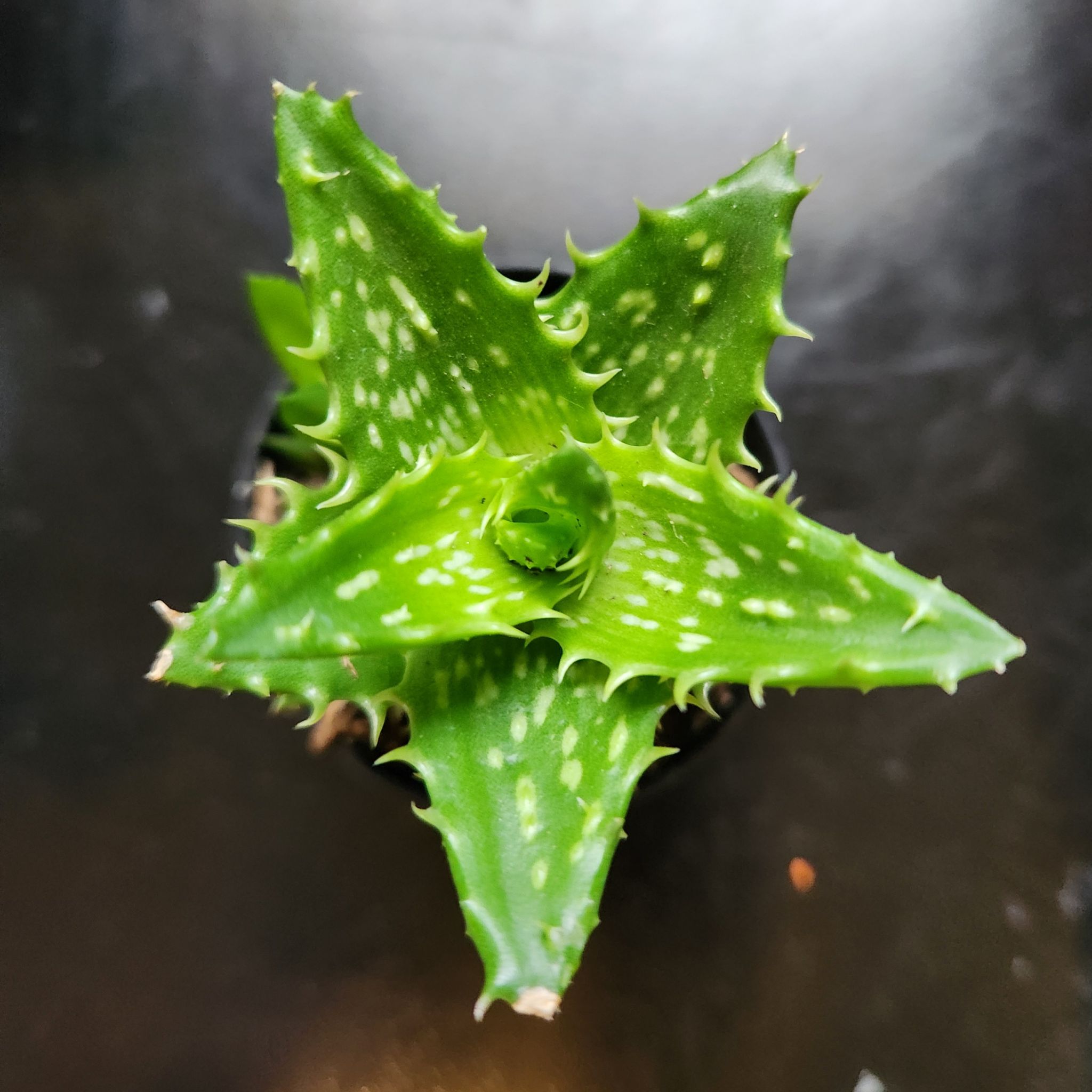Photo of the plant species Aloe zanzibarica by @JoyousNoognug50 named Petey on Greg, the plant care app
