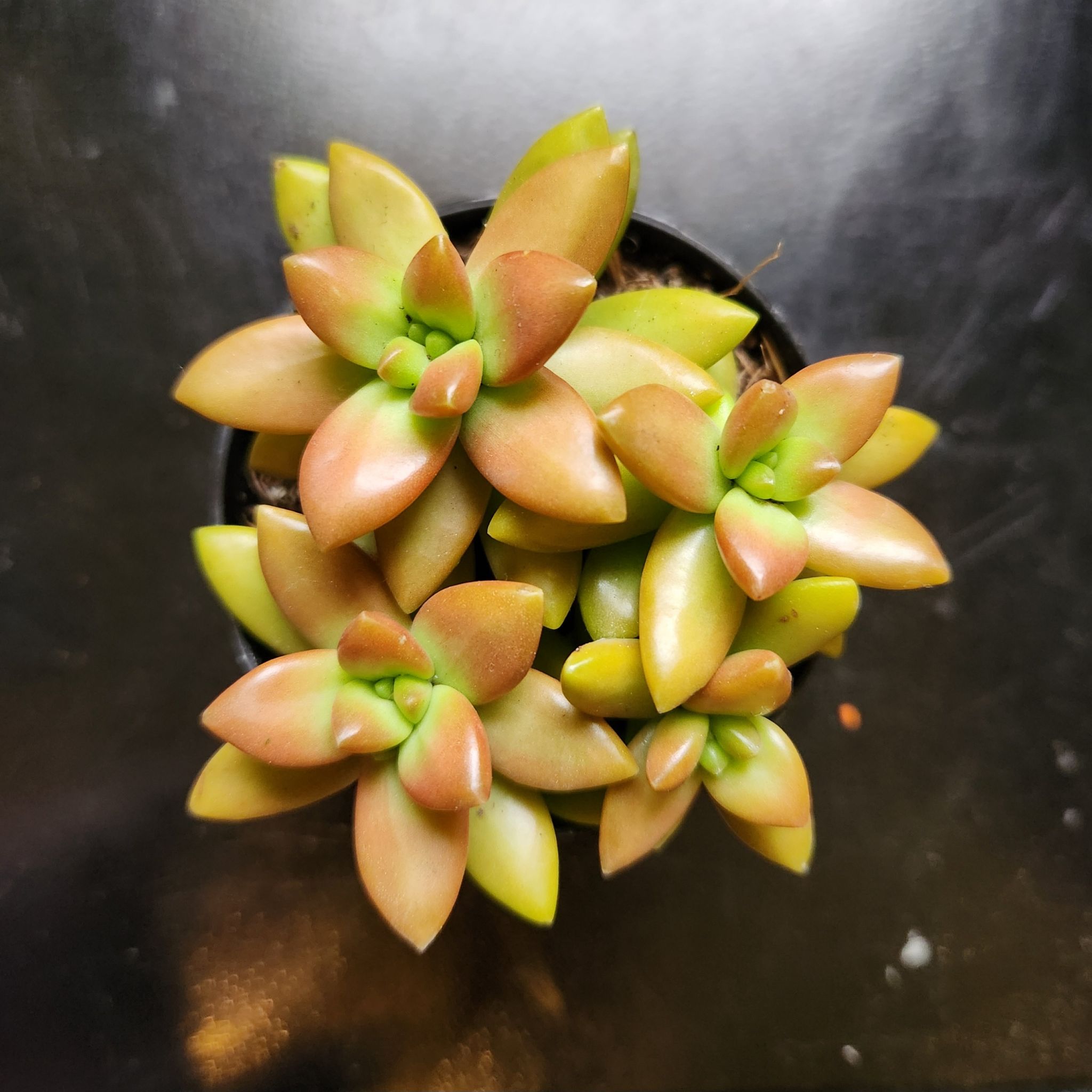 Photo of the plant species Sedum adolphi 'Gold Dust' by @JoyousNoognug50 named Florence on Greg, the plant care app