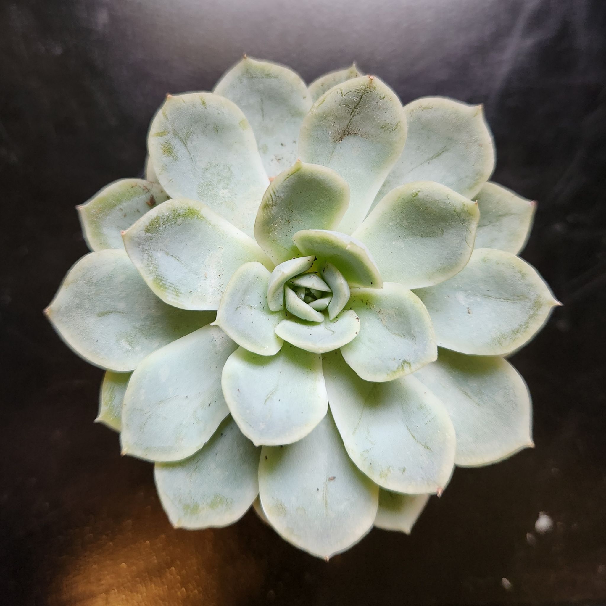 Photo of the plant species Succulent by @JoyousNoognug50 named Sherb on Greg, the plant care app