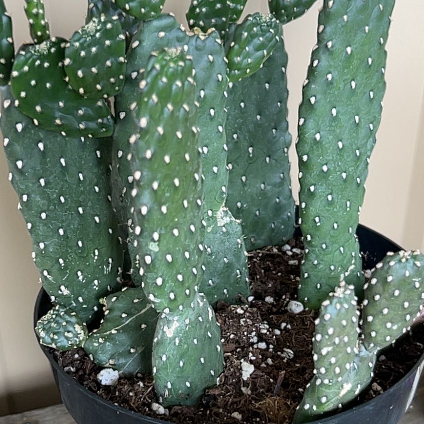 Photo of the plant species Opuntia 'Road Kill' by @FineDuncecap37 named Curie on Greg, the plant care app